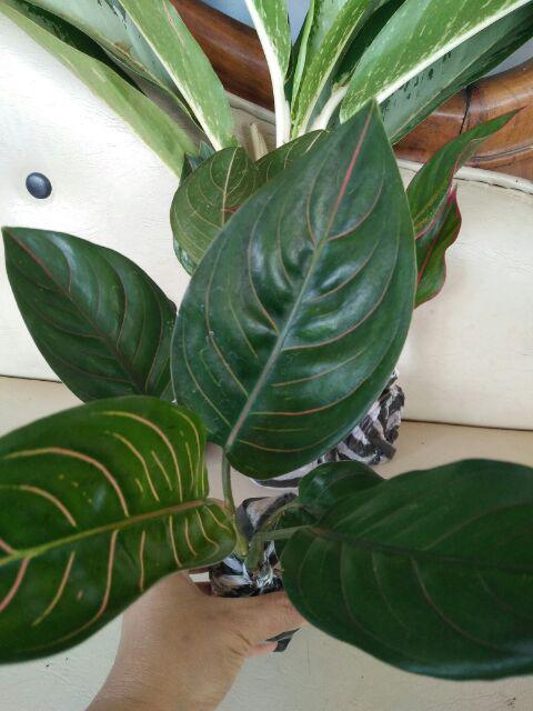 Tanaman Hias Aglonema Rotundum Cantik