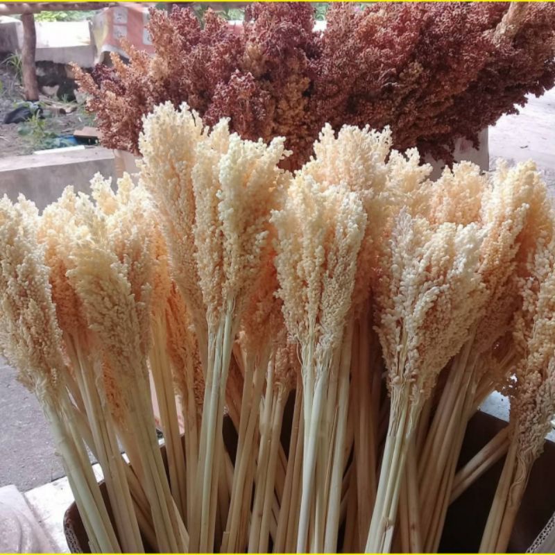 DRIED FLOWER 1 IKAT BUNGGA CHANTEL/BUNGGA SORGUM PUTIH BLEACHING