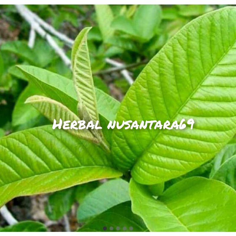 

Murah 100gr Daun Jambu Biji segar Khusus Pucuk