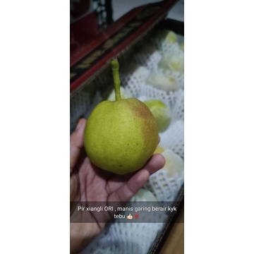 

pir xianglie premium ori