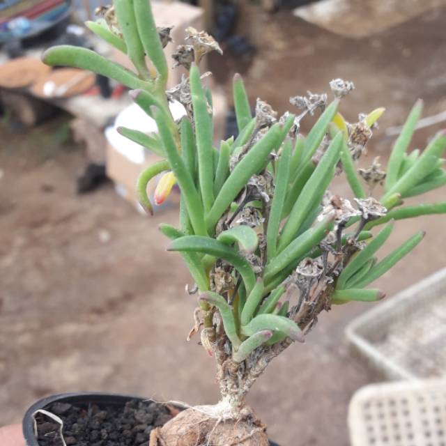 Jual Euphorbia Berbonggol Shopee Indonesia