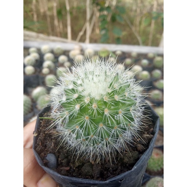 kaktus impor duri putih/anakan kaktus impor/kaktus murah
