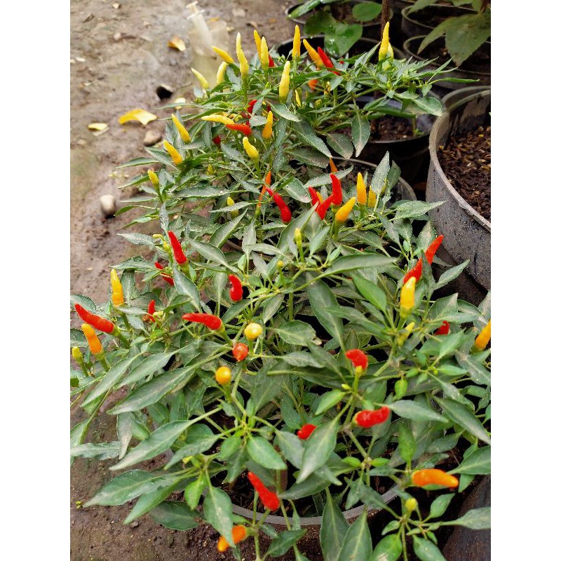 Benih Biji Cabe Hias Sparkler