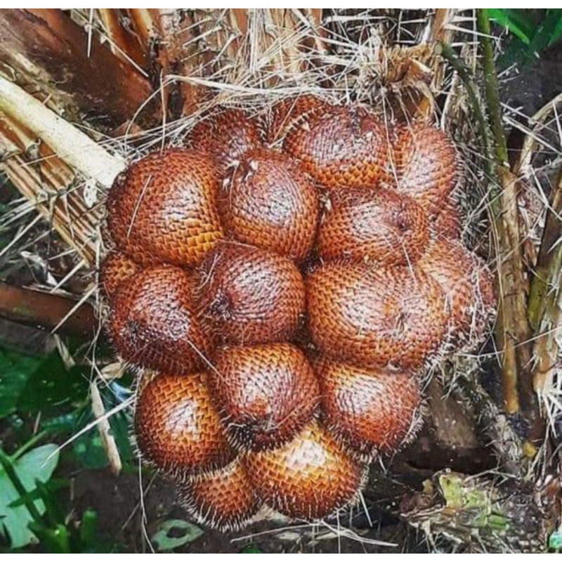 

Salak Gula Pasir asli Sibetan Karangasem Bali