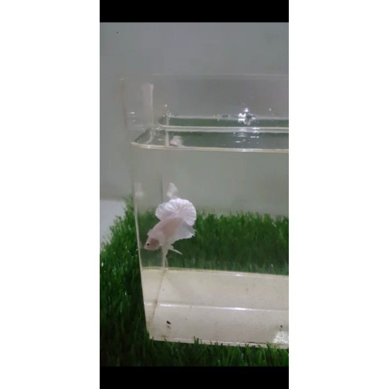 1 pasang dumbo ear White platinum