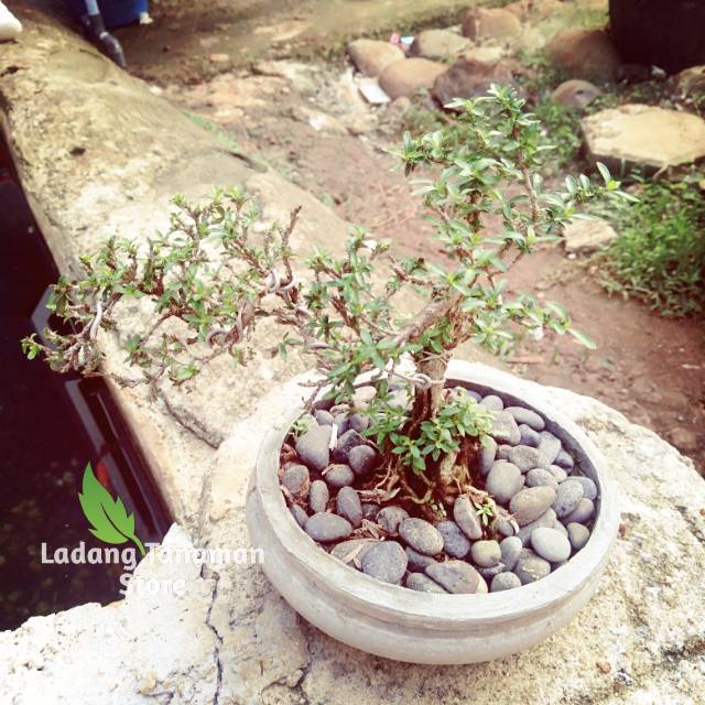 Bonsai mini cemara duri