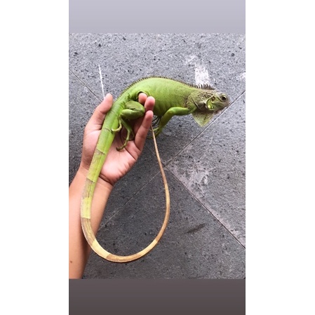 green iguana elsa