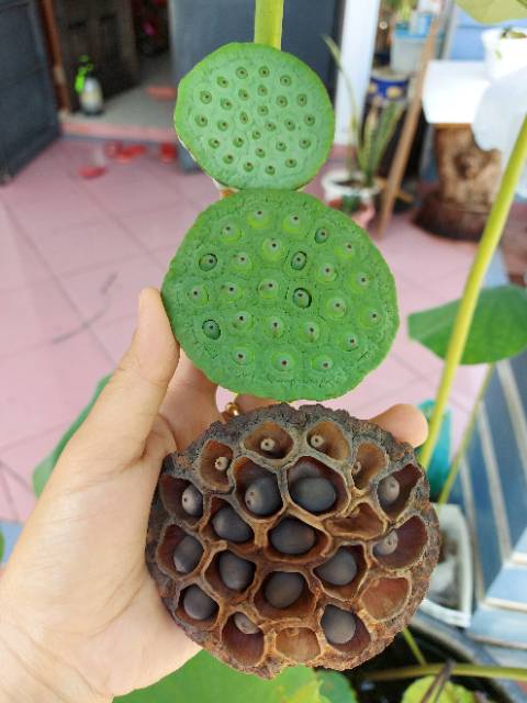 biji bunga lotus / bibit biji bunga lotus / bibit biji lotus / bibit biji bunga seroja