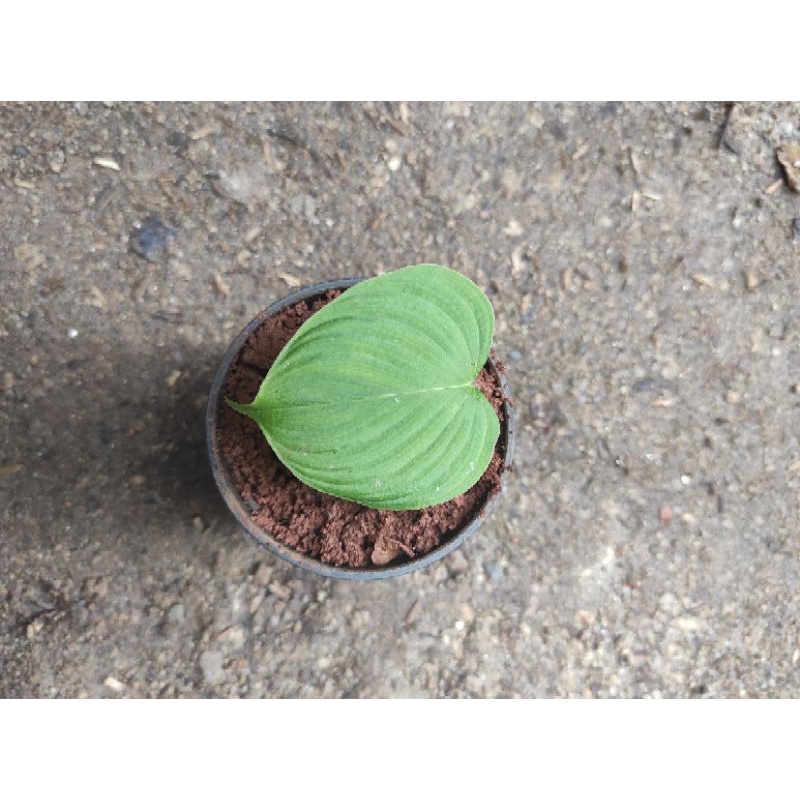 Philodendron Fibraecataphyllum 1 Daun