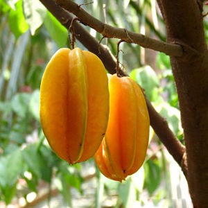 tanaman Buah Belimbing Bangkok Merah bibit tambulapot