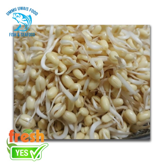 

Kecambah Segar - 250 Gram