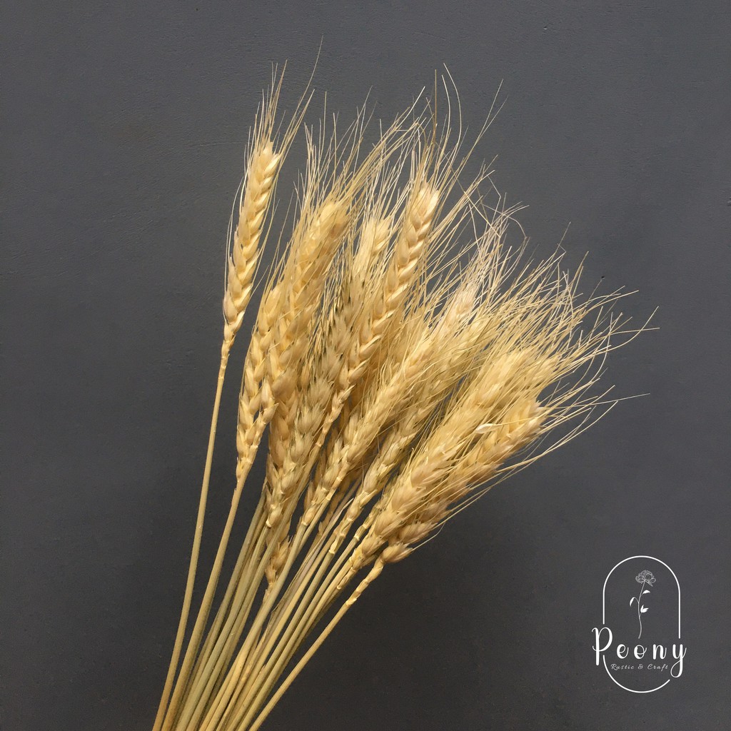 Gandum Kering / Padi Kering / Bunga Gandum / Bunga kering TRITICUM WHEAT