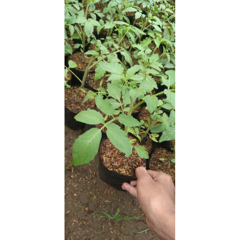 bibit pohon tomat-tanaman bibit tomat