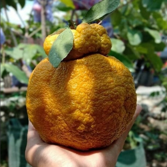 Bibit Jeruk dekopon Sudah Berbuah / Tanaman Jeruk Dekopon Berbuah / Tanaman Jeruk Murah