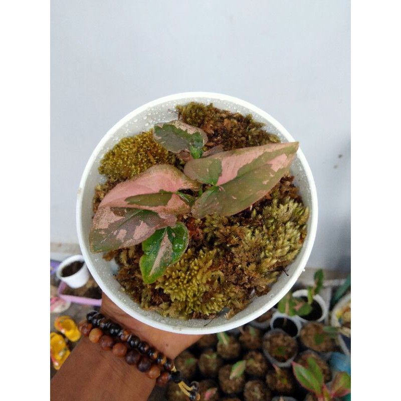 Tanaman Hias Syngonium Pink Splash Kode.Abdl