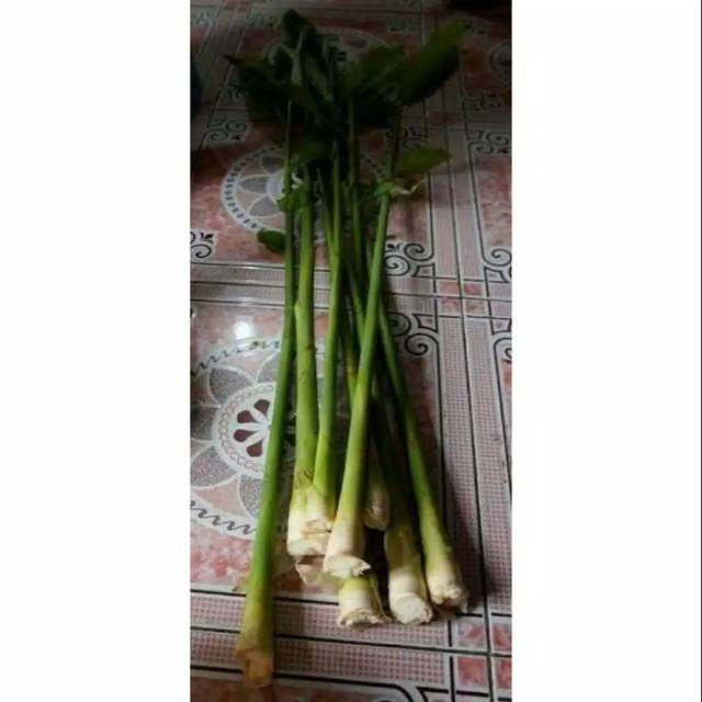 

Pohon honje. pohon kecomrang