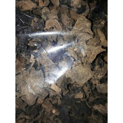 

jamur kuping