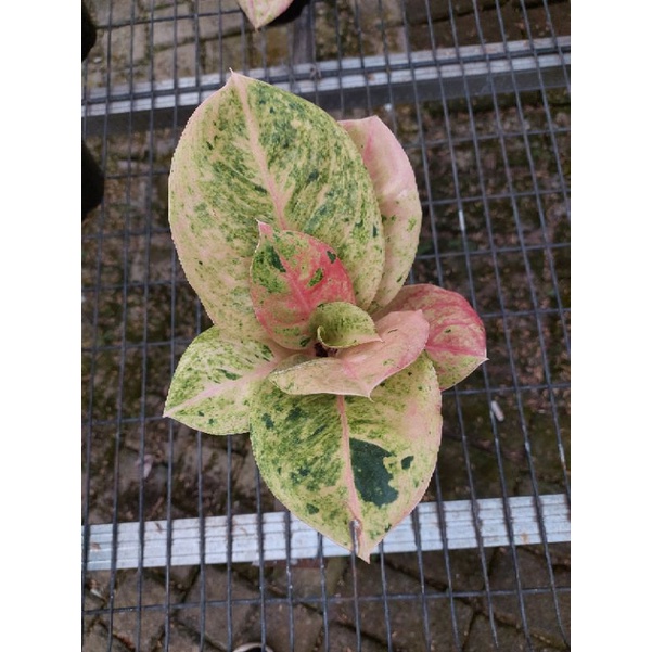 Tanaman hias aglonema Emerald-bibit aglonema emerald