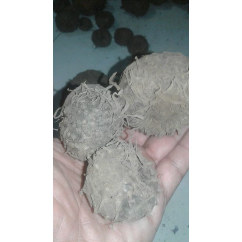 BIBIT UMBI PORANG isi 25 per Kg