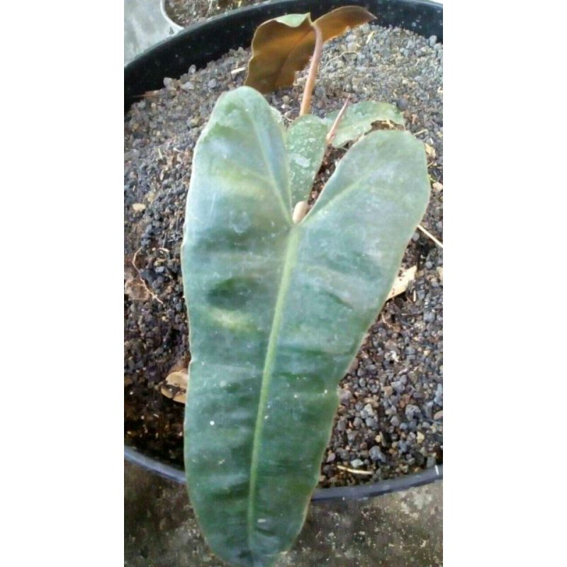 Philodendron Kabel Busi