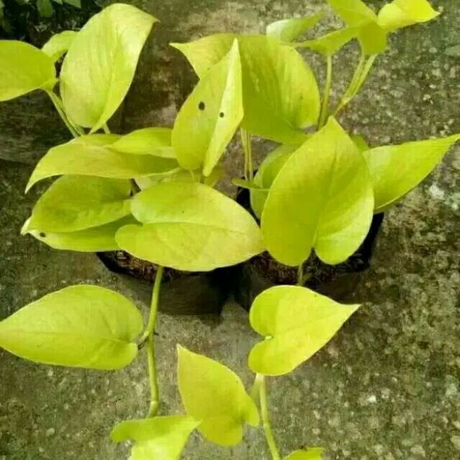 tanaman hias sirih gading lemon kuning/sirih gading lemon love
