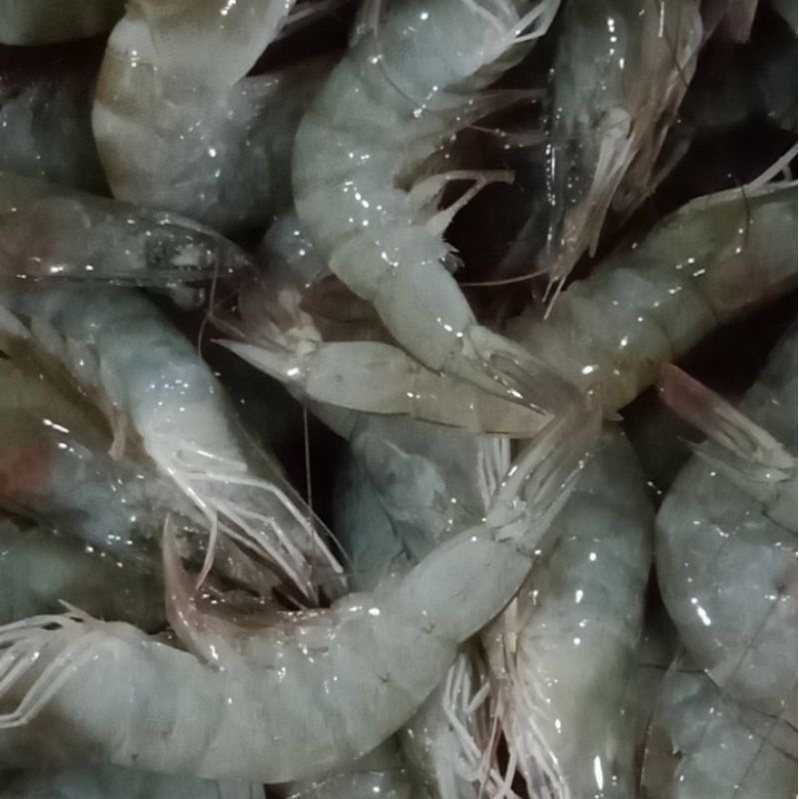 

udang besar fresh dan segar 500gr