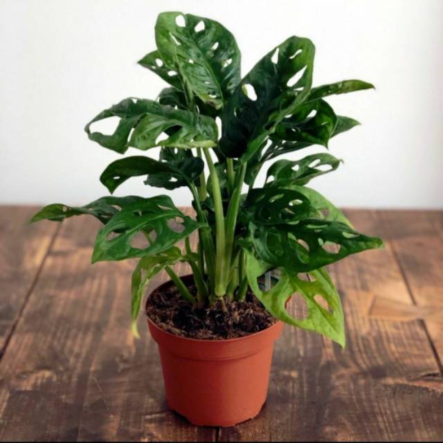 Monstera Adansonii Monstera Janda Bolong Adansonii Shopee Indonesia