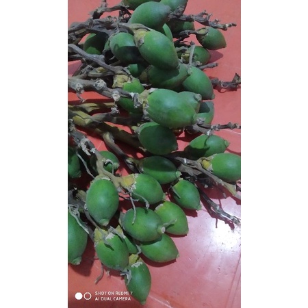 

PINANG MUDA /JAMBE MUDA( penambah gairah/perkasa pria)