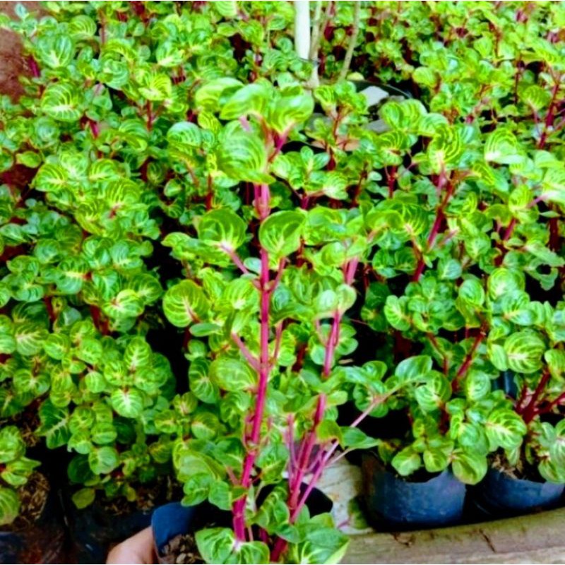 Bibit Bunga Bayam Batang Merah