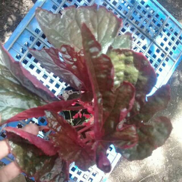 PROMO BEGONIA RED MARON