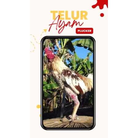 

Telur Fertil ayam plucker murni grandson Pacquiao wd