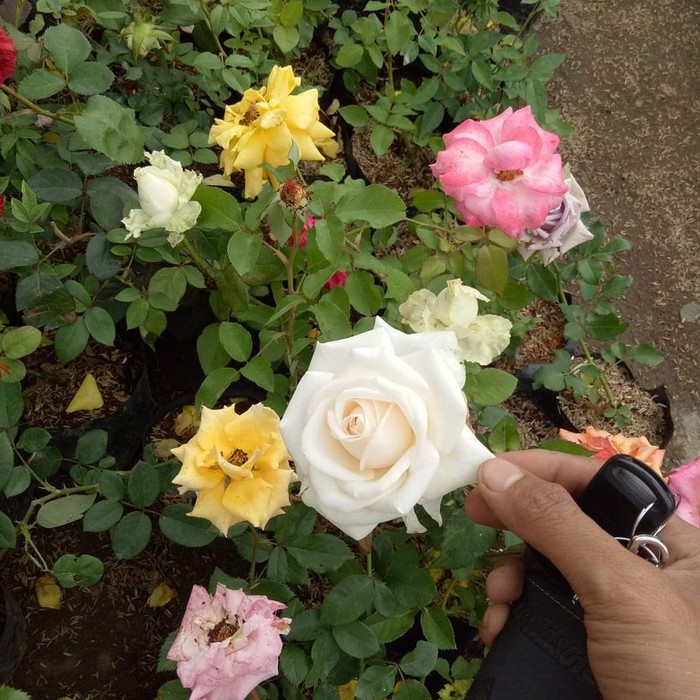 26 Download Foto Bunga Mawar Melati  Gambar Bunga Indah