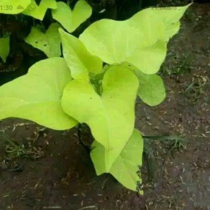 Jual Tanaman Hias Pohon Umbi Umbian Umbi Kuning Indonesia Shopee Indonesia