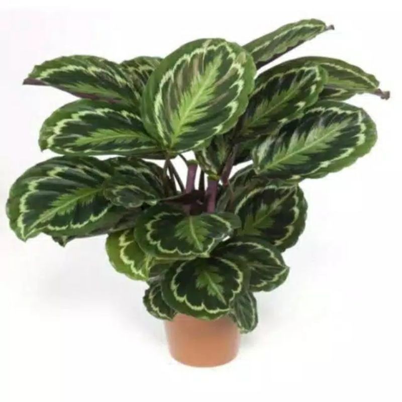 Calathea MEDALION / KALATEA MEDALION IMPORT