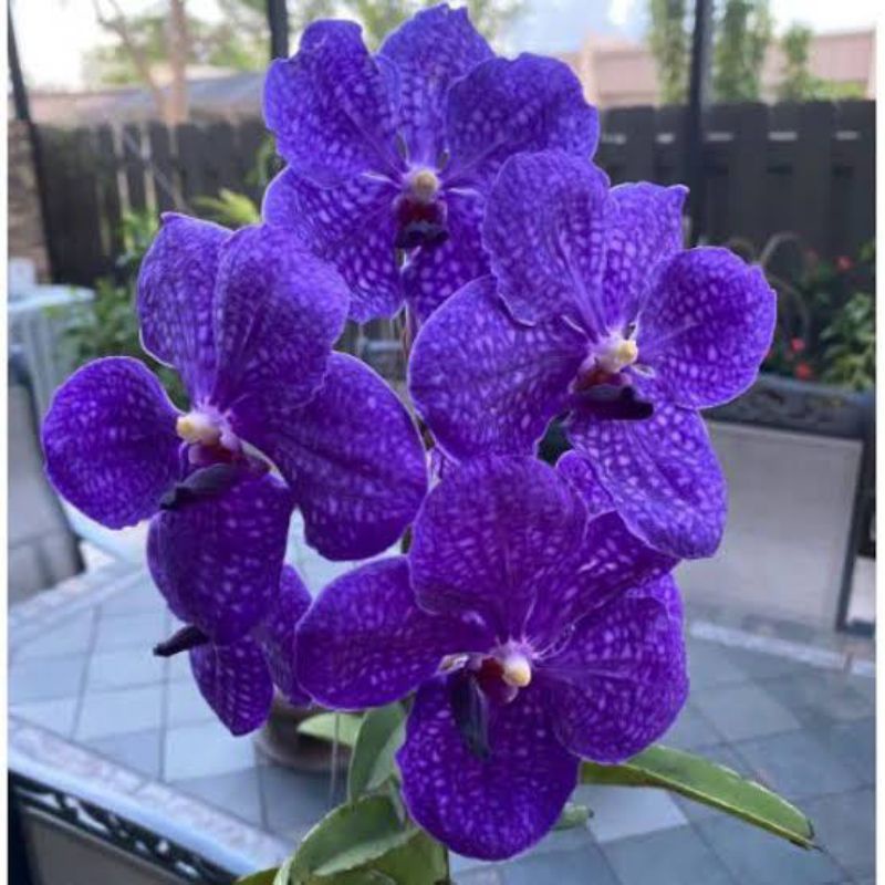murah seedling anggrek vanda gantung/bibit anggrek vanda hybrid