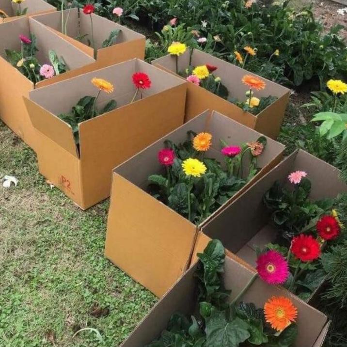 HARGA GROSIR >> Plant garbera / tanaman garbera dewasa