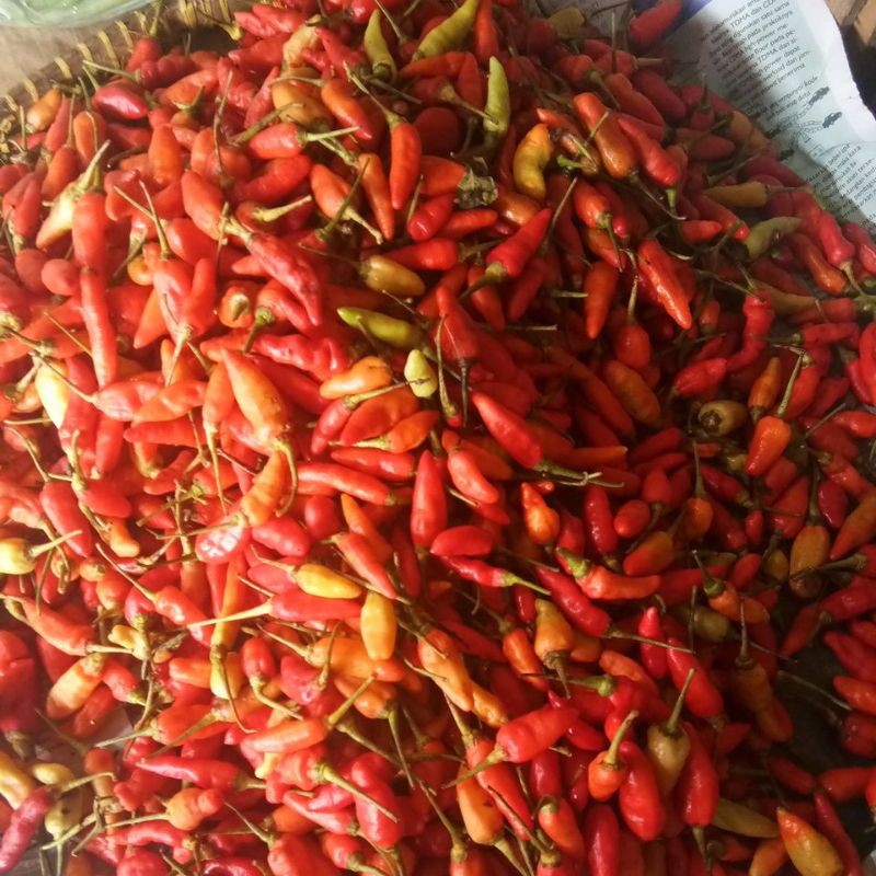 

Cabe Rawit Merah
