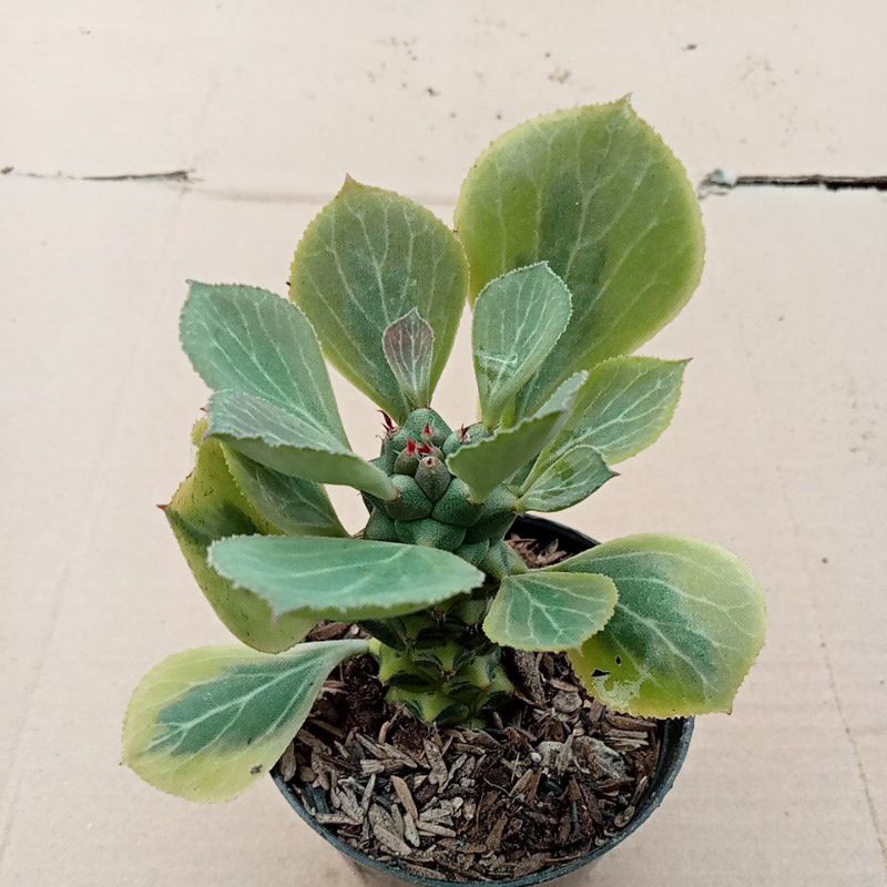 mona adenium varigata