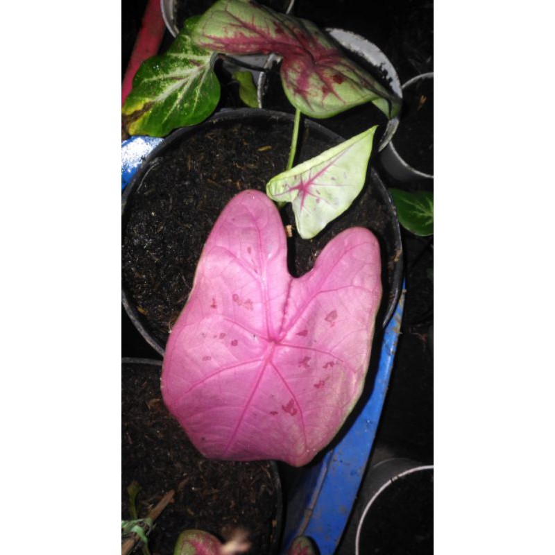 keladi sexy pink