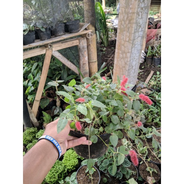 Tanaman Hias Ulat Bulu Merah Achalypa Steffi