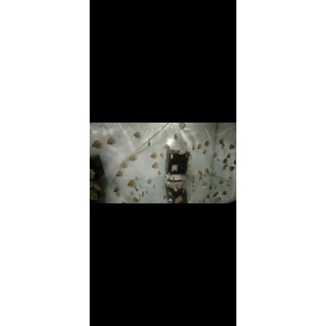 Discus anakan snackskin x alenquer 1inch