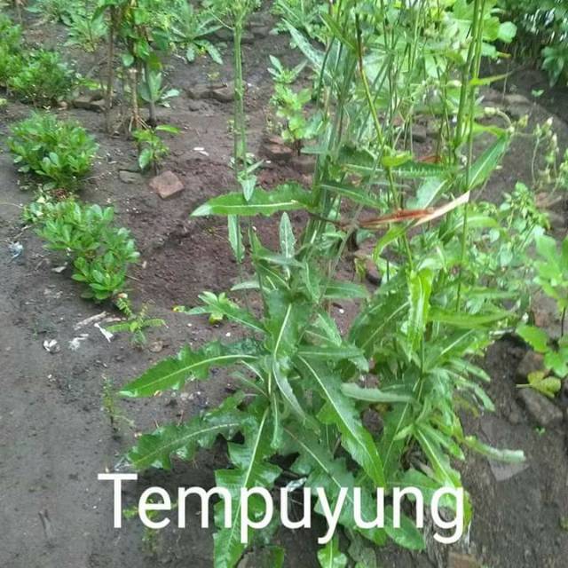

DAUN TEMPUYUNG SEGAR 500 gram
