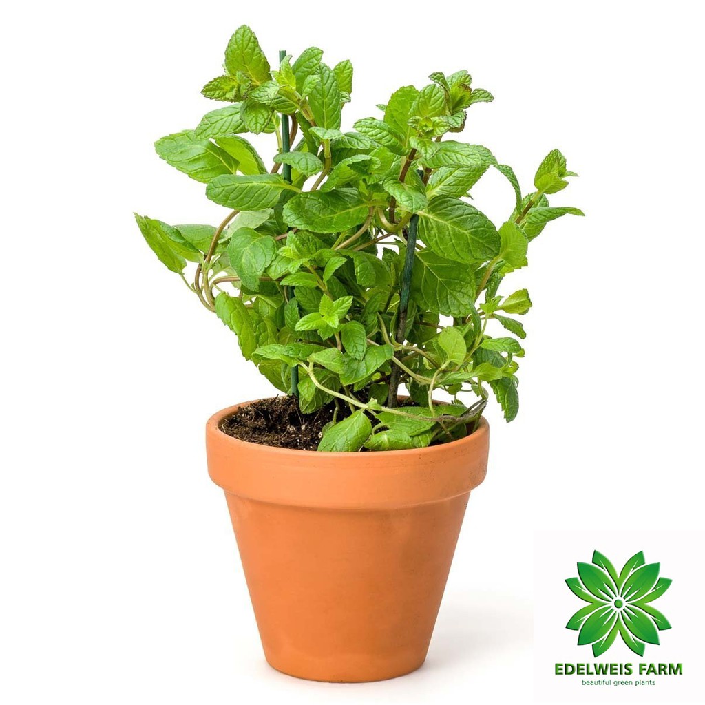 TANAMAN HIAS PEPPERMINT | daun mint