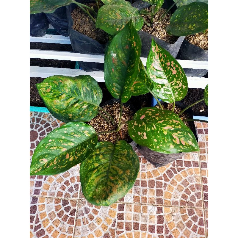 Aglonema Bercak Pink Venus Rimbun