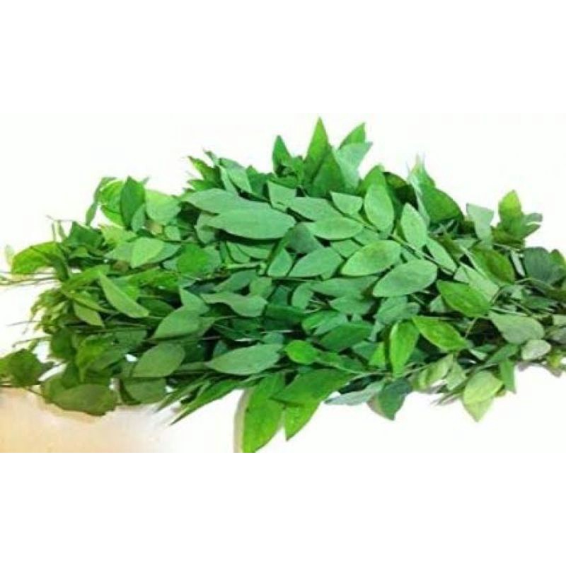 

Daun Katuk 1 Ikat Besar