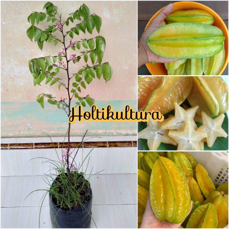 Bibit buah belimbing madu sudah berbunga Holtikultura tanaman