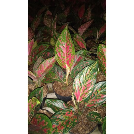 aglaonema venus