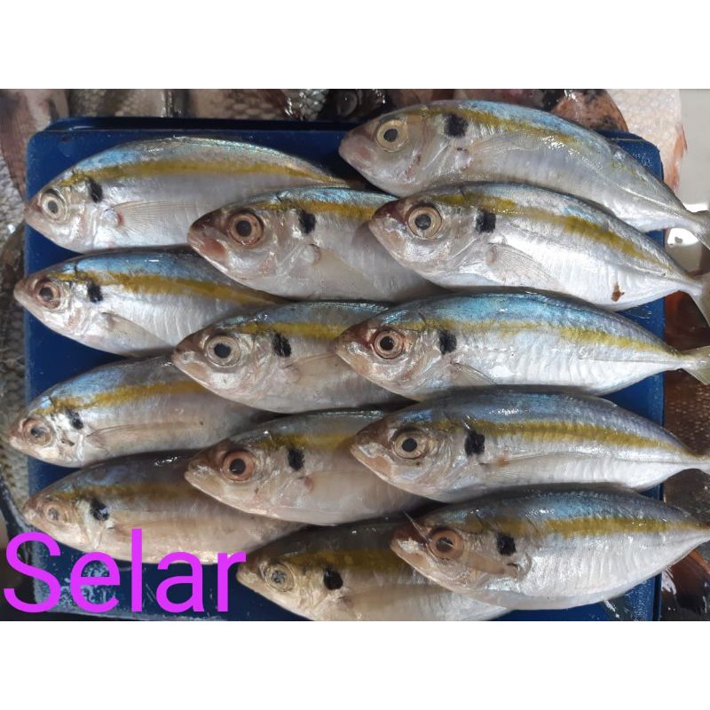 

IKAN SELAR SEGAR/500grm