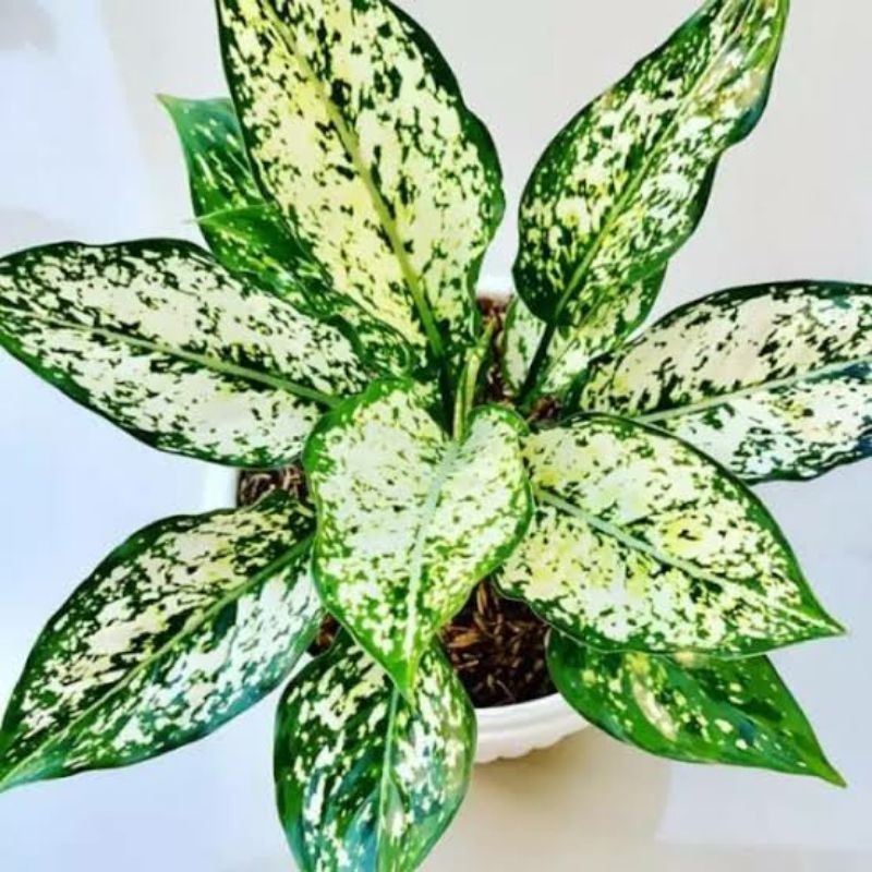 Aglonema Snow White /bibit Aglonema Snow White