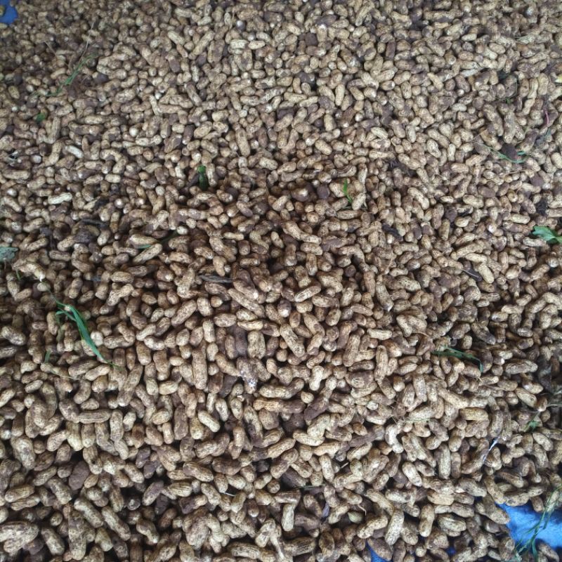 

kacang tanah hasil kebun sendiri segar dan nikmat